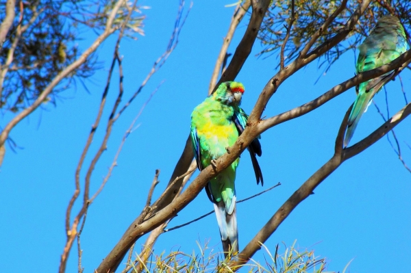 Zdjęcie z Australii - Papuga Pierscienioszyja czyli malee