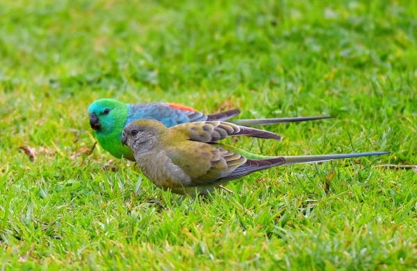 Zdjęcie z Australii - Parka papuzek trawnych czyli Świergotek seledynowych