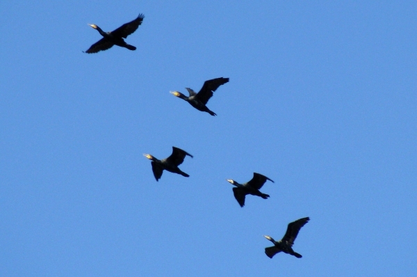 Zdjęcie z Australii - Leca kormorany zwyczajne