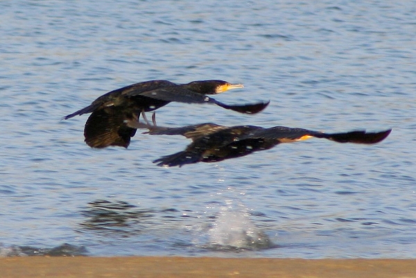 Zdjęcie z Australii - Startujace kormorany