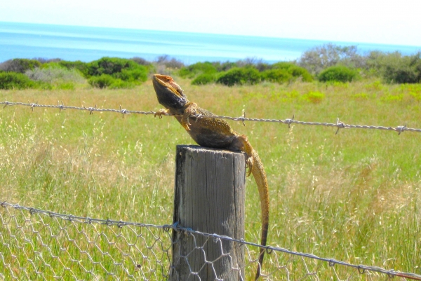 Zdjęcie z Australii - Agama brodata korzystajaca z cieplego dnia