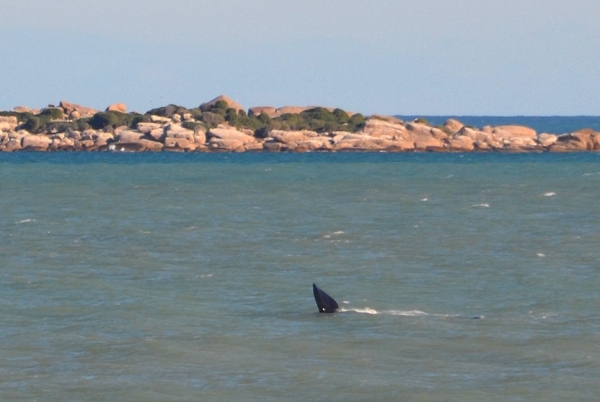 Zdjęcie z Australii - Obserwujemy pierwszego wieloryba
