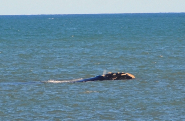 Zdjęcie z Australii - Jest i drugi wieloryb (Waleń południowy)