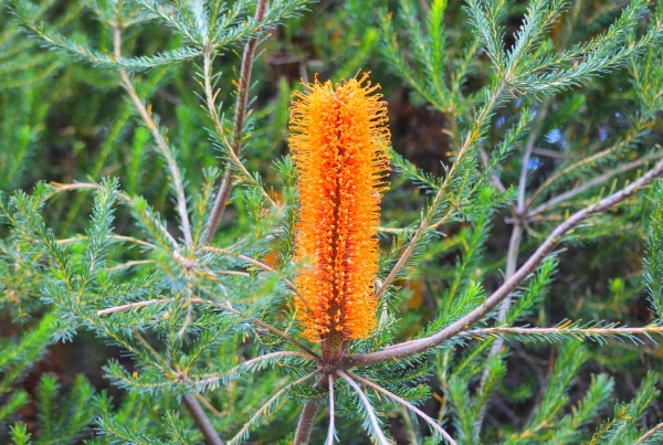 Zdjęcie z Australii - A posrod aloesow taki kwiatek