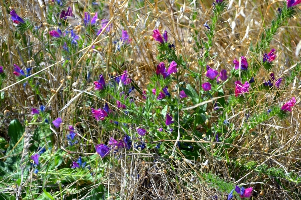 Zdjęcie z Australii - Buszowa flora