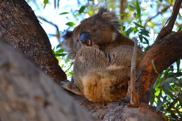 Zdjęcie z Australii - Koala numer 1 :)