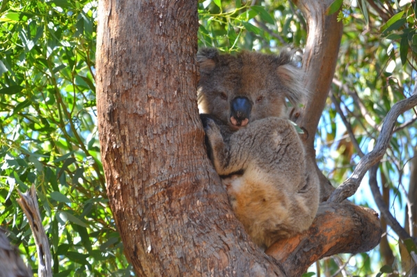 Zdjęcie z Australii - Koala numer 1 :)