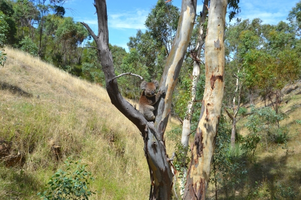 Zdjęcie z Australii - Koala numer 2 :)