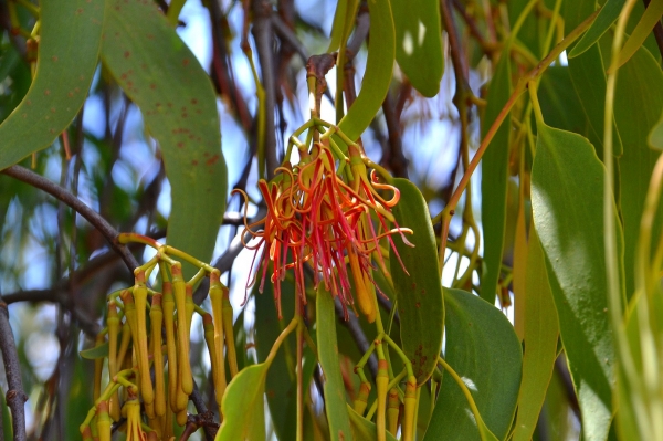 Zdjęcie z Australii - Kwitnie rodzaj jemioly zerujacej na eukaliptusie
