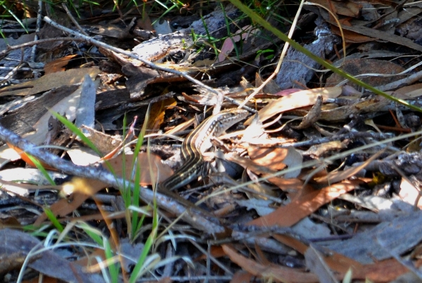 Zdjęcie z Australii - Jaszczurka - za szybka zeby zrobic wyrazne zdjecie