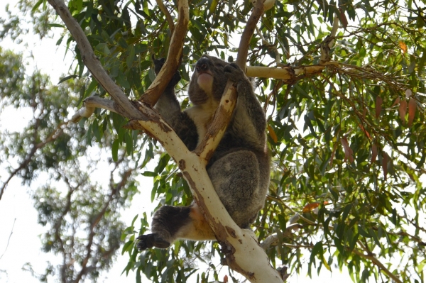 Zdjęcie z Australii - Koala numer 3 przenosi sie wyzej