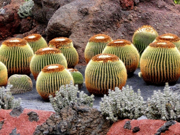 Zdjęcie z Hiszpanii - W kaktusowym ogrodzie - Jardin de Cactus.