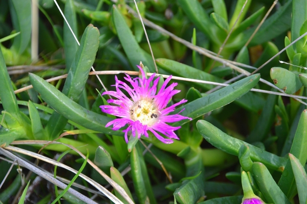 Zdjęcie z Australii - Wydmowa roslina zwana w Australii "lodowym zielem"