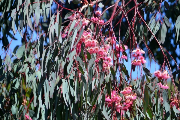 Zdjęcie z Australii - Kwitnie rozowy eukaliptus