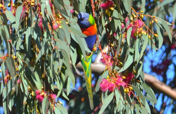 Zdjęcie z Australii - Lorysa gorska spija nektar eukaliptusa