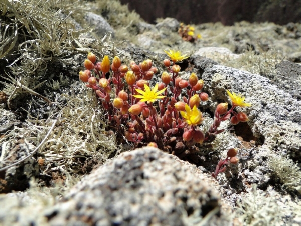 Zdjęcie z Hiszpanii - Drobne roślinki kwitnące na skraju krateru.