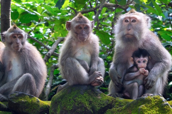 Zdjęcie z Indonezji - Ubud - Monkey Forest