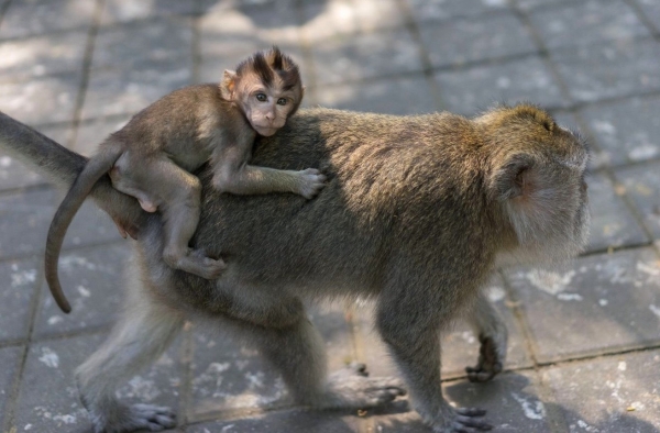 Zdjęcie z Indonezji - Monkey Forest