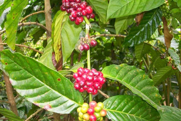 Zdjęcie z Indonezji - Plantacja kawy