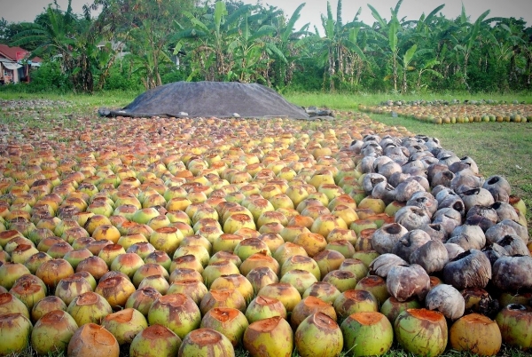 Zdjęcie z Indonezji - na plantacji kokosow