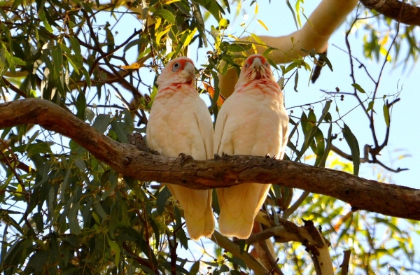Zdjęcie z Australii - Kakadu sinookie - zakochana para :)