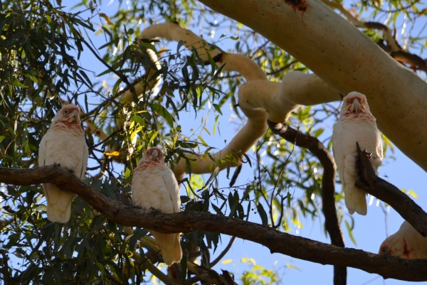 Zdjęcie z Australii - Kakadu sinookie