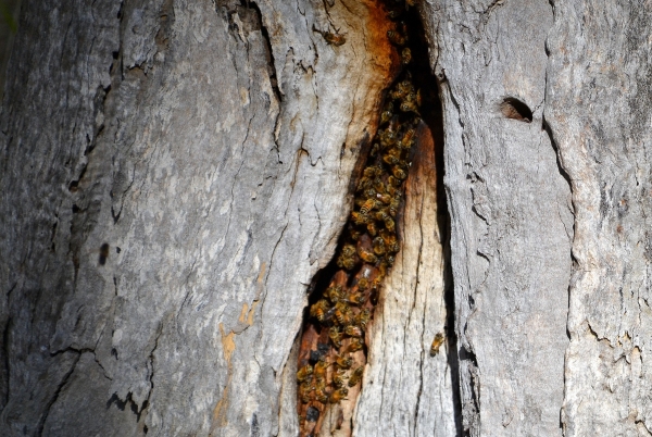 Zdjęcie z Australii - Pszczeli ul w dziupli eukaliptusa