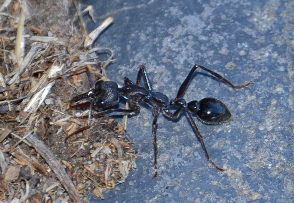 Zdjęcie z Australii - Wielachna mrowa z gatunku Myrmecia