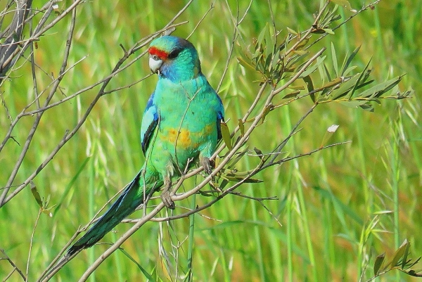Zdjęcie z Australii - Ta sama papuga pierścienioszyja
