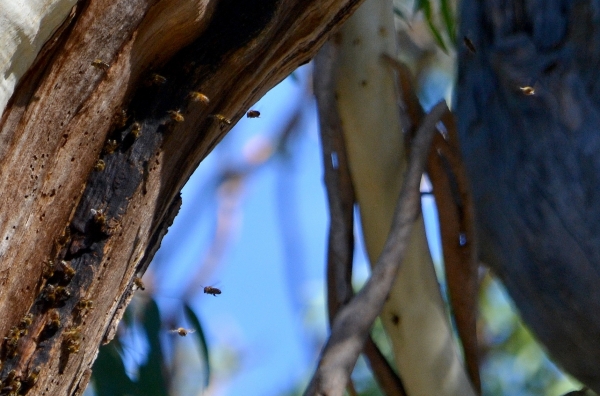 Zdjęcie z Australii - Ul dzikich pszczol