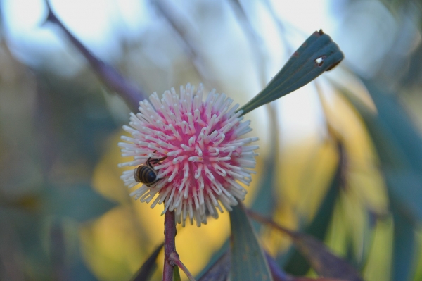 Zdjęcie z Australii - Kwitnie hakea - roslina z rodziny srebrnikowatych 