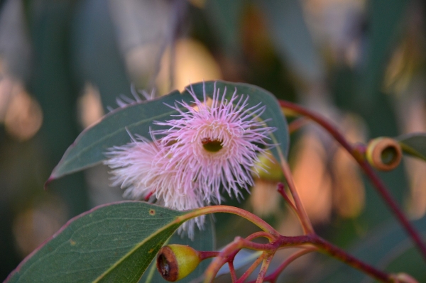 Zdjęcie z Australii - Jeszcze inna odmiana eukaliptusa