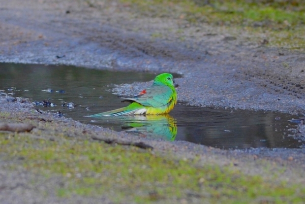 Zdjęcie z Australii - Papuga trawna zazywajaca kapieli w kaluzy