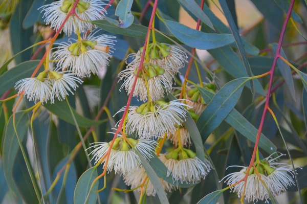 Zdjęcie z Australii - Jeszcze inna odmiana eukaliptusa