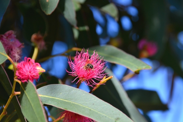 Zdjęcie z Australii - Fauna i flora 