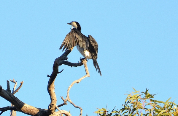 Zdjęcie z Australii - Kormoran białolicy suszy skrzydla