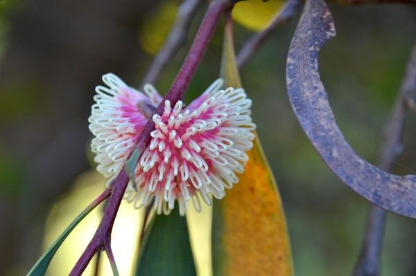 Zdjęcie z Australii - Kwiat hakei