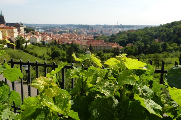 Zdjęcie z Czech - Praga i soczyste winnice