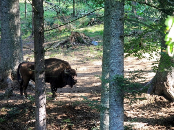 Zdjęcie z Polski - Muczne - na aż tak groźne te niedźwiedzie nie wyglądają...