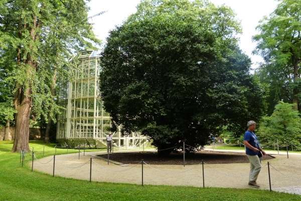 Zdjęcie z Niemiec - tutaj widać szyny na których kamelienhaus wjeżdża na drzewko