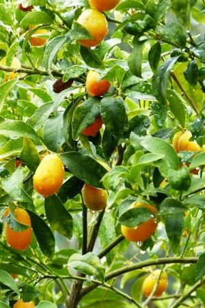 Zdjęcie z Grecji - Złoto Korfu- czyli malutkie jak sliwki pomarańczki - słynny Kum Kwat, (Qum Kwat)