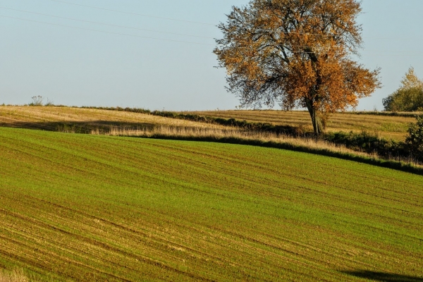 Zdjęcie z Polski - pola jesienią są niezwykle malownicze