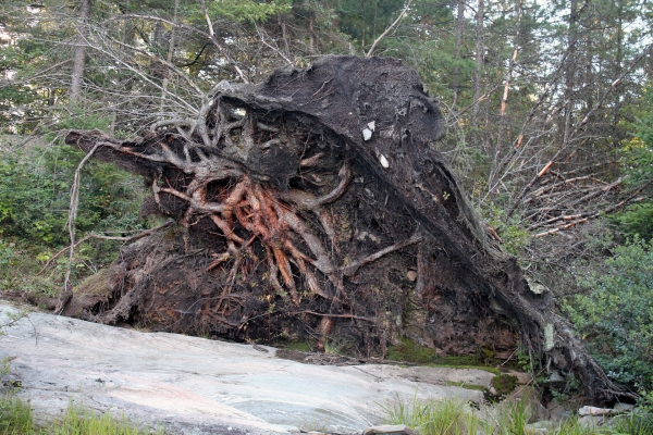 Zdjęcie z Kanady - Wyrwane z korzeniami drzewo koło małego wodospadu