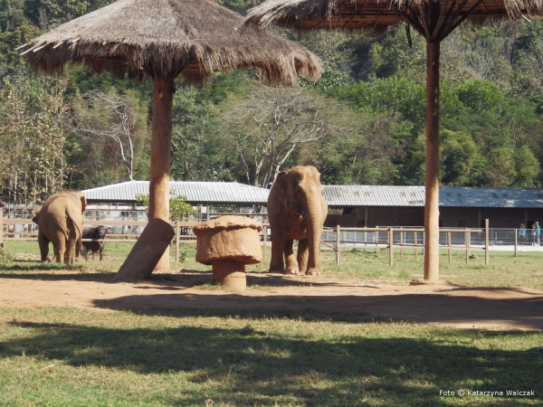 Zdjęcie z Tajlandii - Pierwsze słonie - żyją to w dobrobycie :)