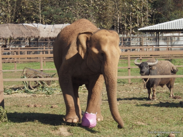 Zdjęcie z Tajlandii - Leczona słonica z chorą nogą