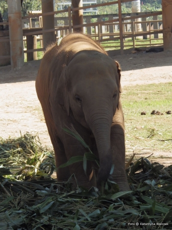 Zdjęcie z Tajlandii - W parku spotykamy również małe słonie