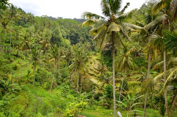 Zdjęcie z Indonezji - Tarasy ryzowe Gunung Kawi