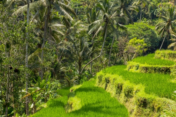 Zdjęcie z Indonezji - Wszedzie rosnie ryz