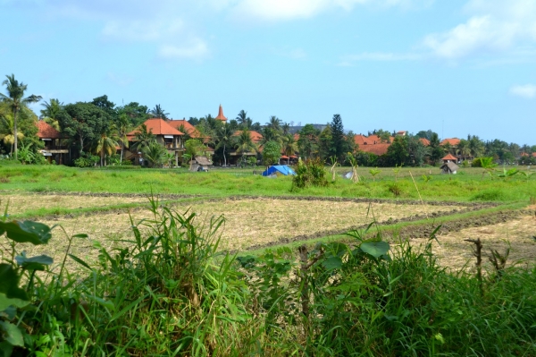Zdjęcie z Indonezji - pola ryzowe - Ubud