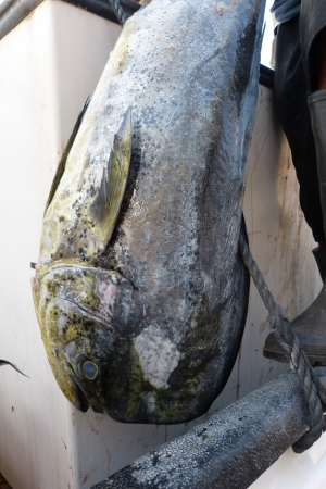 Zdjęcie z Omanu - moze komuś taką rybkę? :), świeżutka, jeszcze macha płetwami:) 